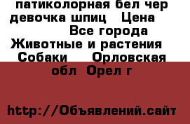 патиколорная бел/чер девочка шпиц › Цена ­ 15 000 - Все города Животные и растения » Собаки   . Орловская обл.,Орел г.